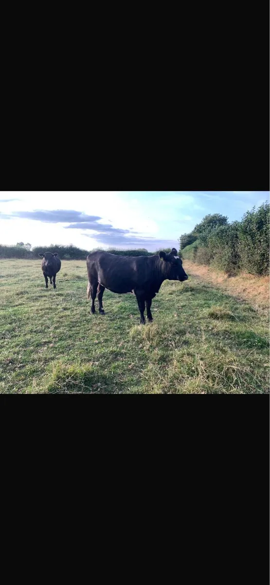 Angus heifers - Image 4