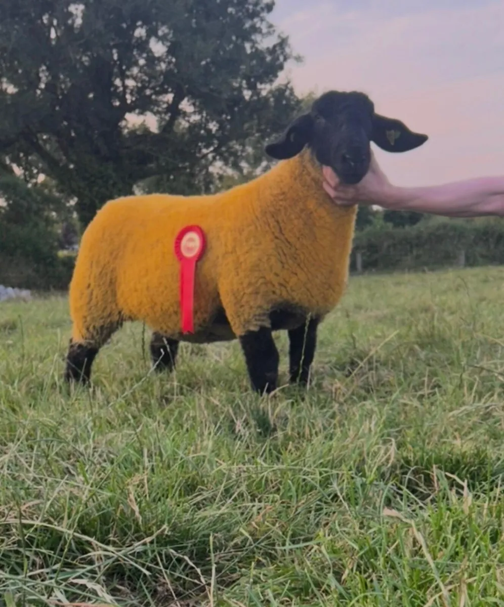Suffolk pedigree  Ewe lamb - Image 2
