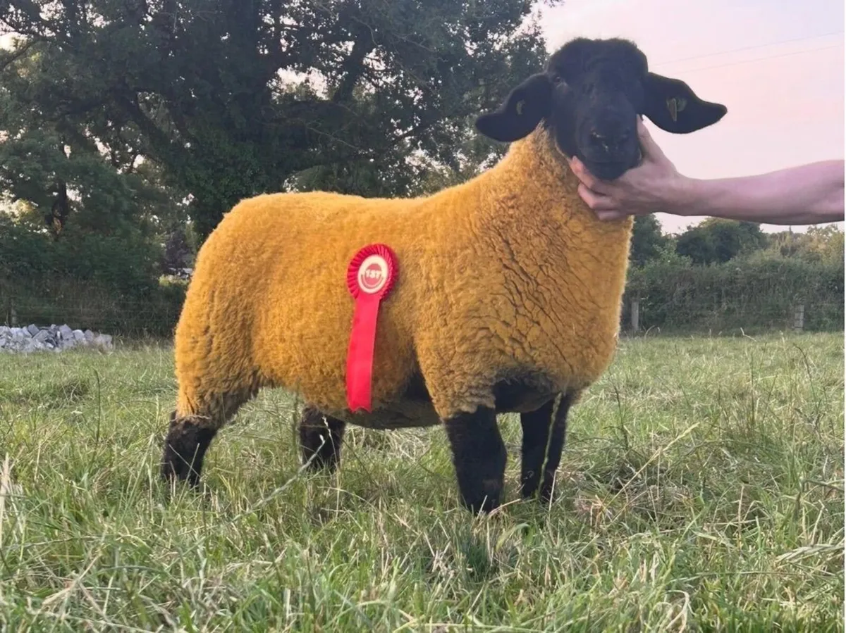 Suffolk pedigree  Ewe lamb - Image 1