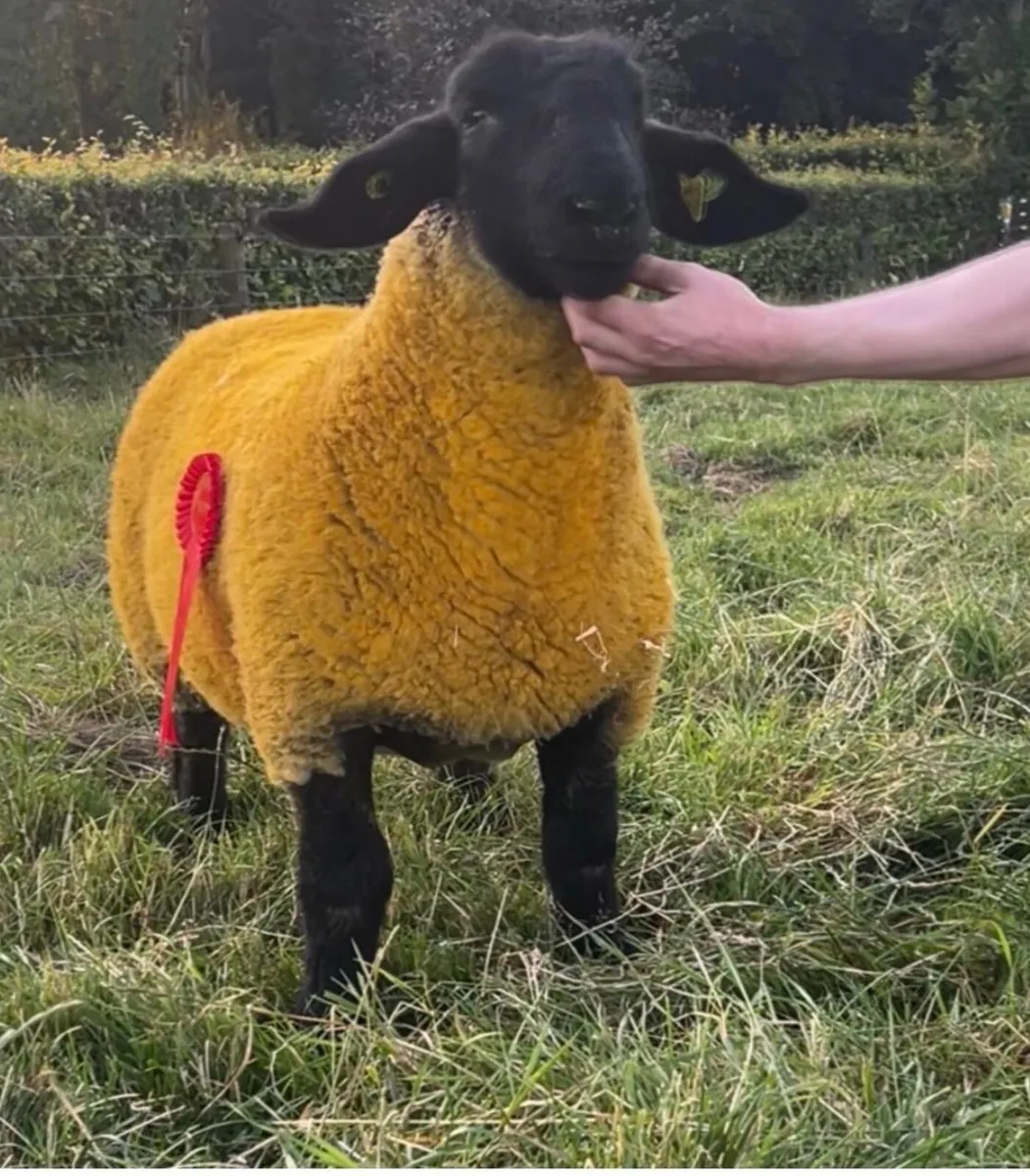 Suffolk pedigree  Ewe lamb - Image 3
