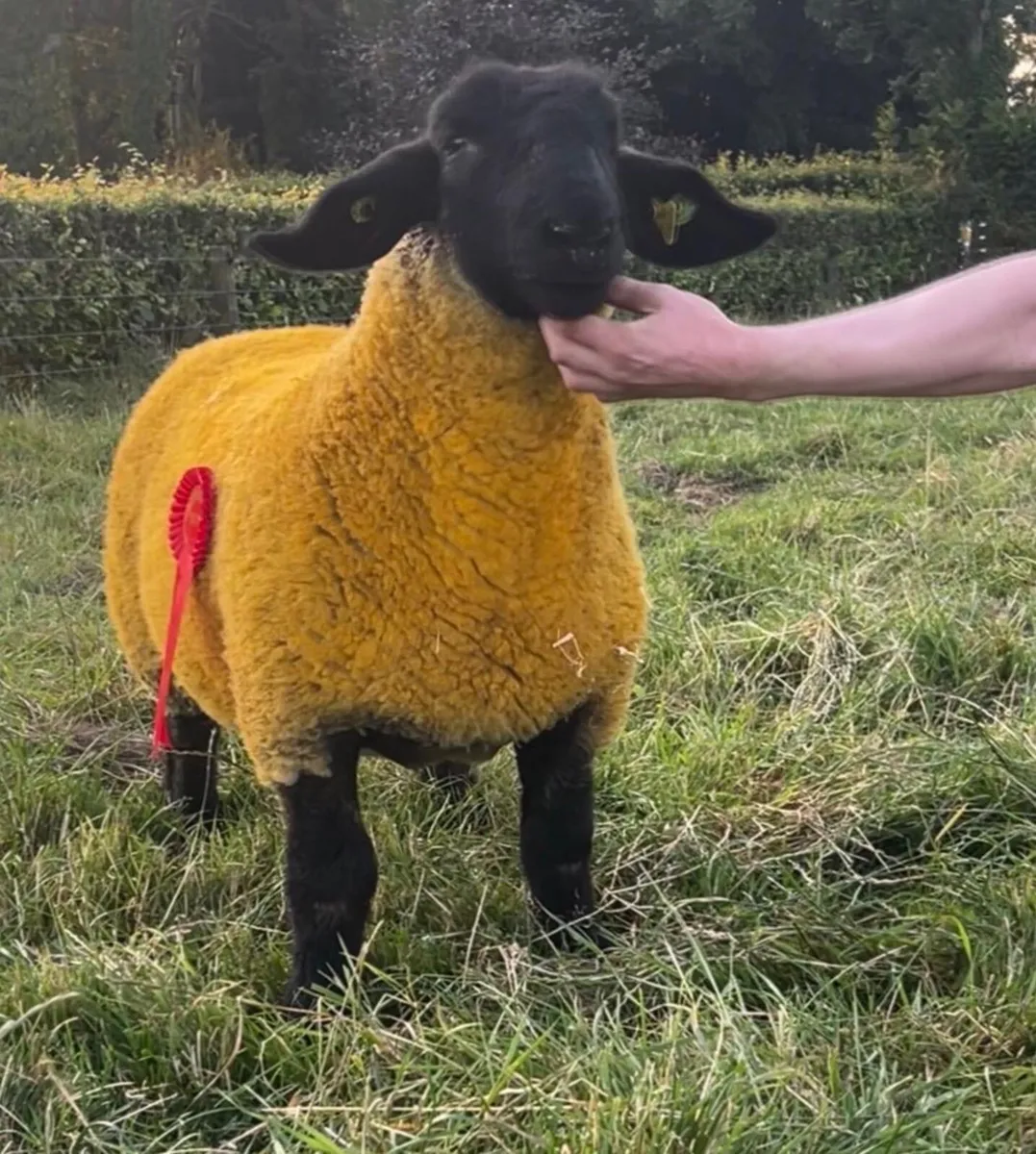 Suffolk pedigree  Ewe lamb - Image 4
