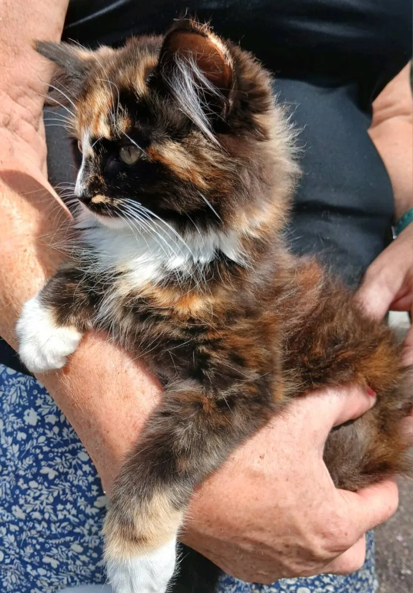 Kitten - Image 3