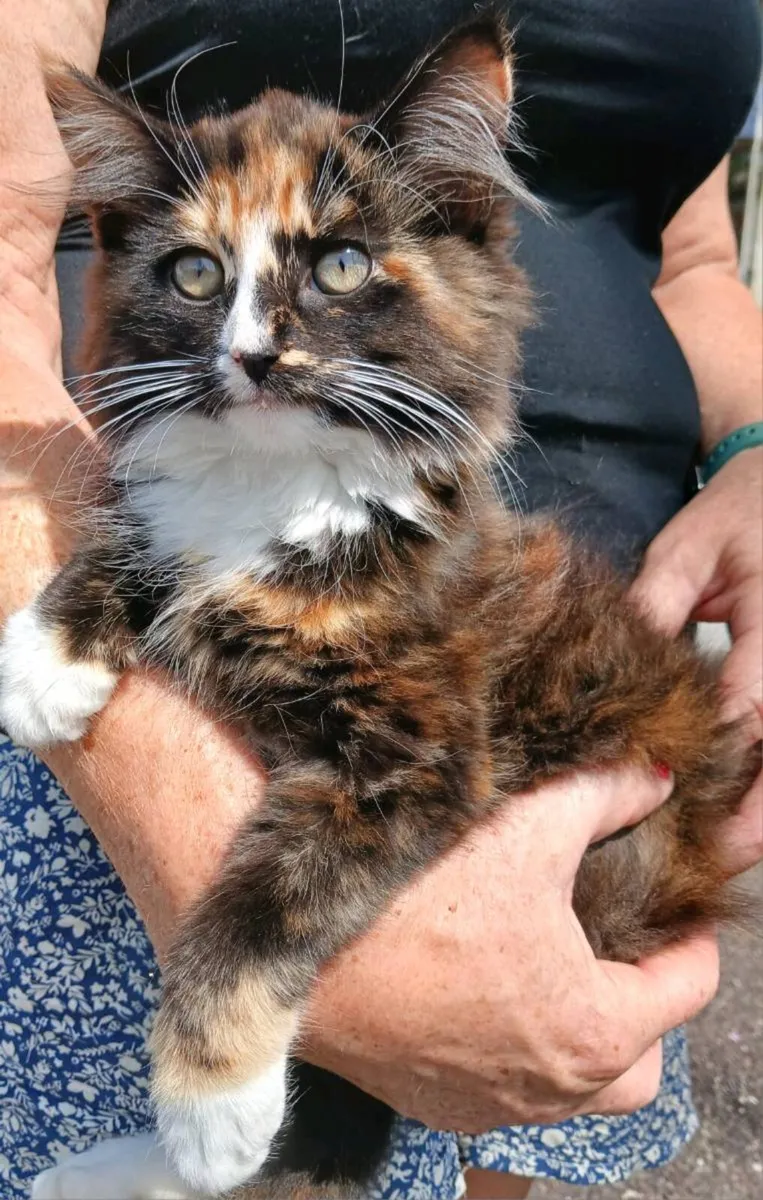 Kitten - Image 4