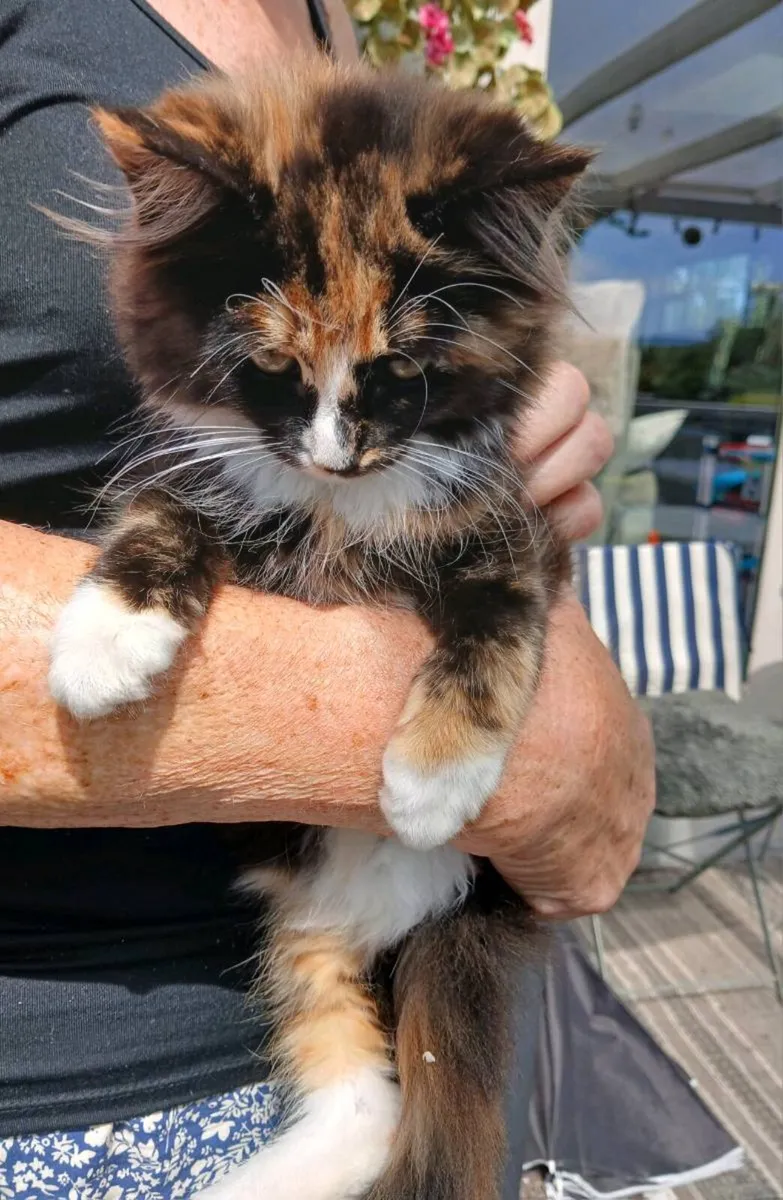 Kitten - Image 1