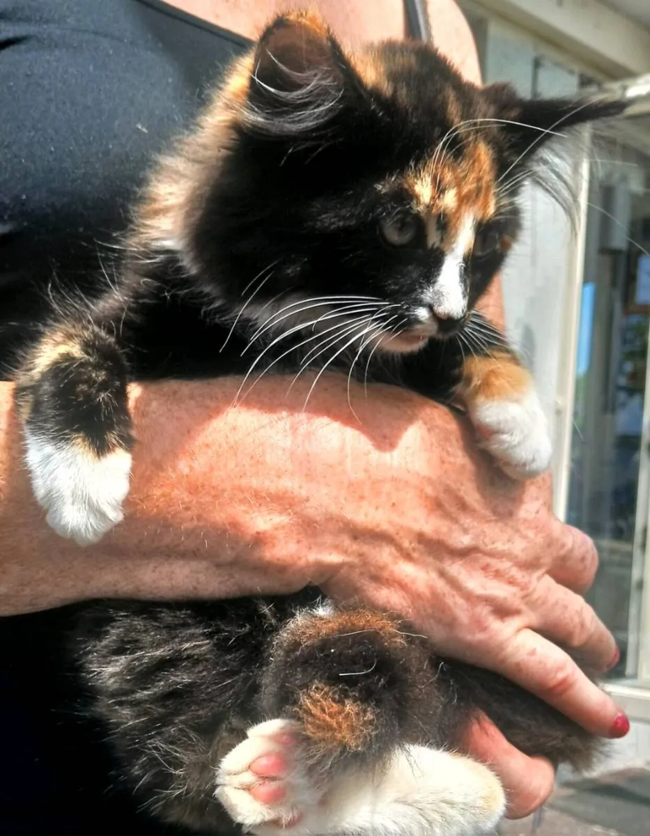Kitten - Image 2