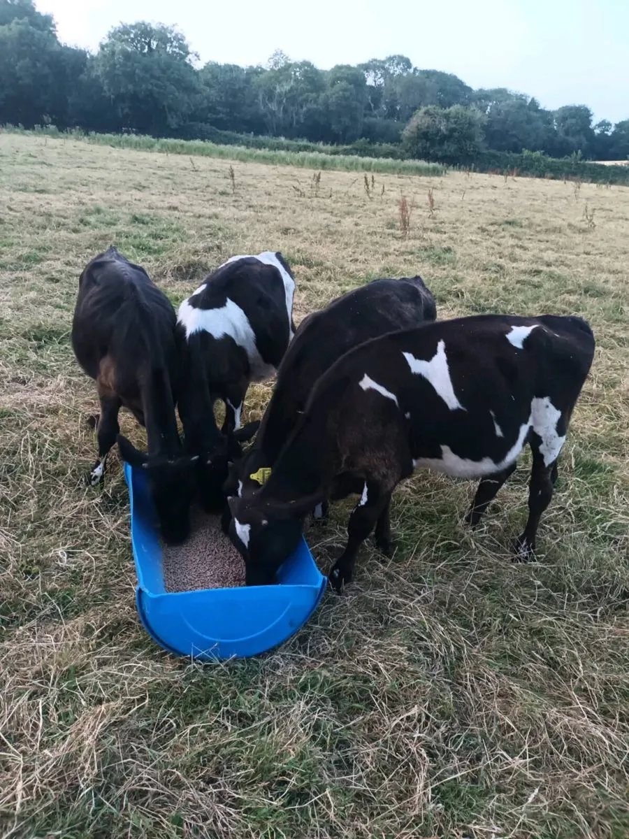 Fresian bull Weanlings x 9