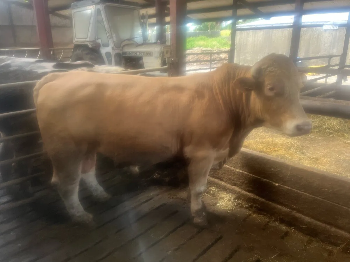 Beef cattle - Image 1