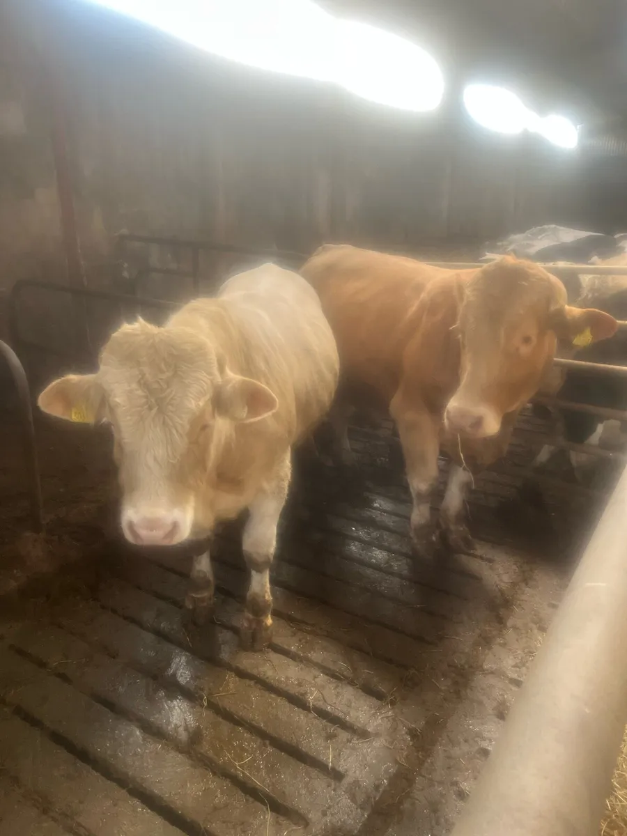 Beef cattle - Image 2