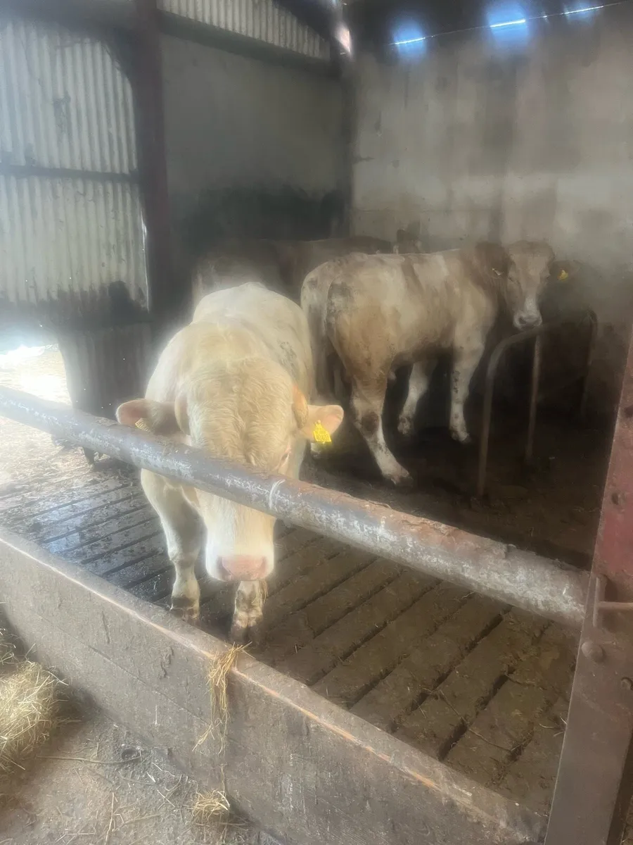 Beef cattle - Image 3