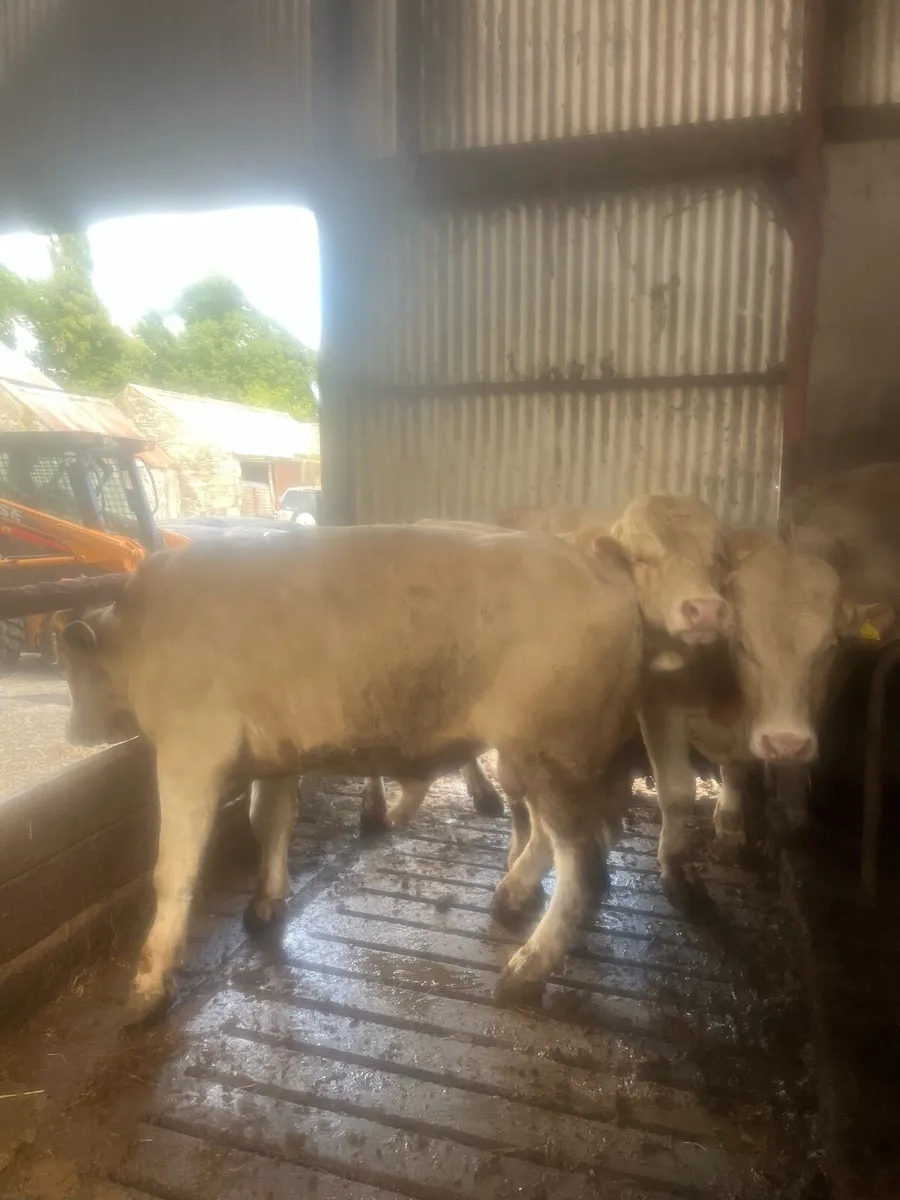 Beef cattle - Image 4
