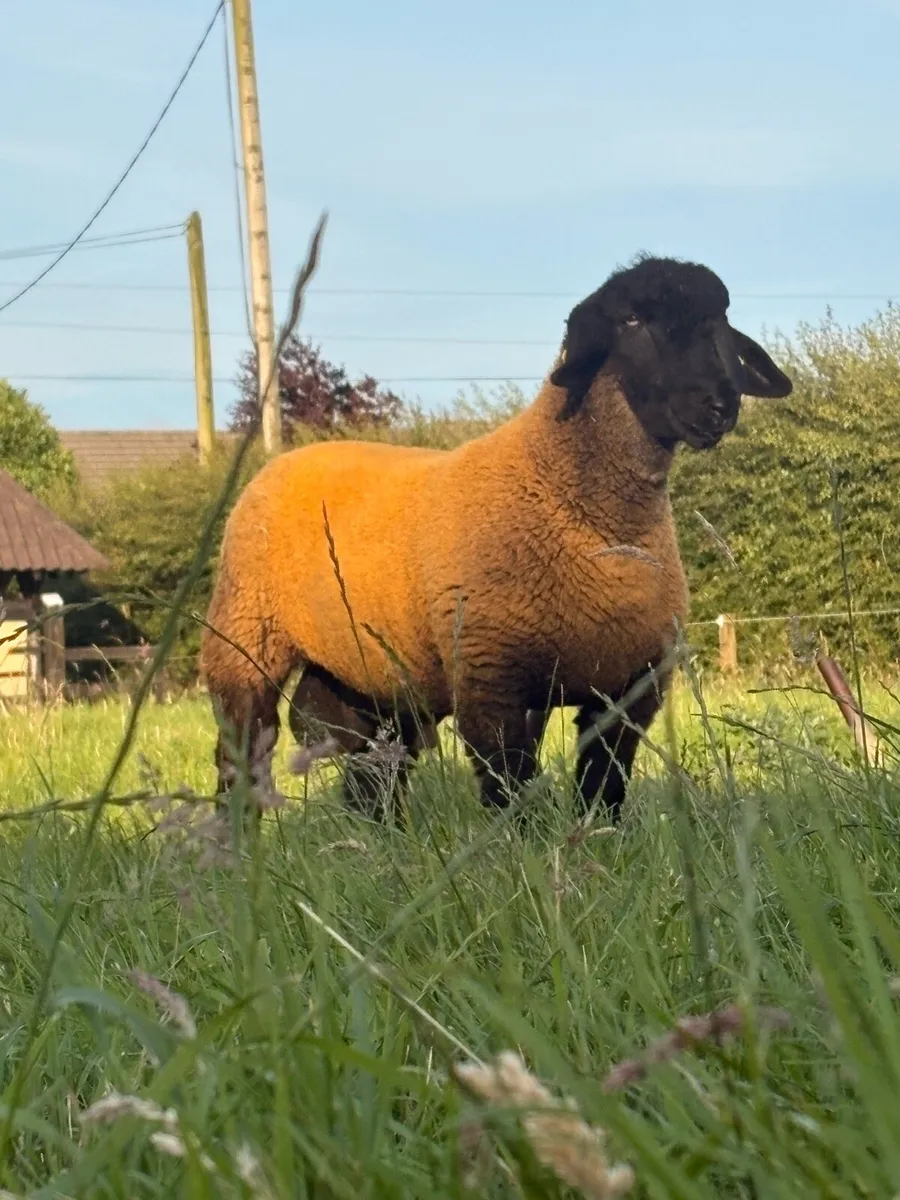Pedigree Suffolk Ram lamb - Image 3