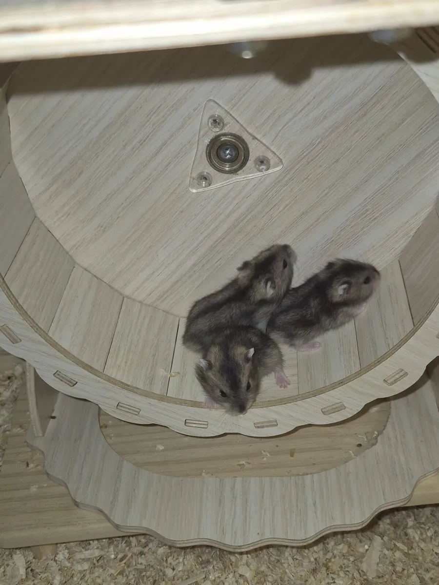 Dwarf hamsters - Image 3