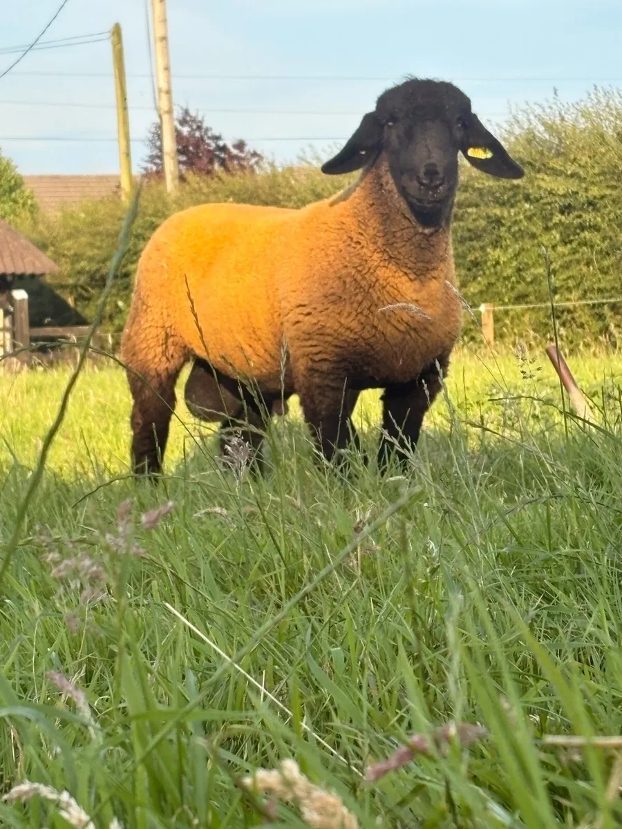 Pedigree Suffolk Ram lamb - Image 2