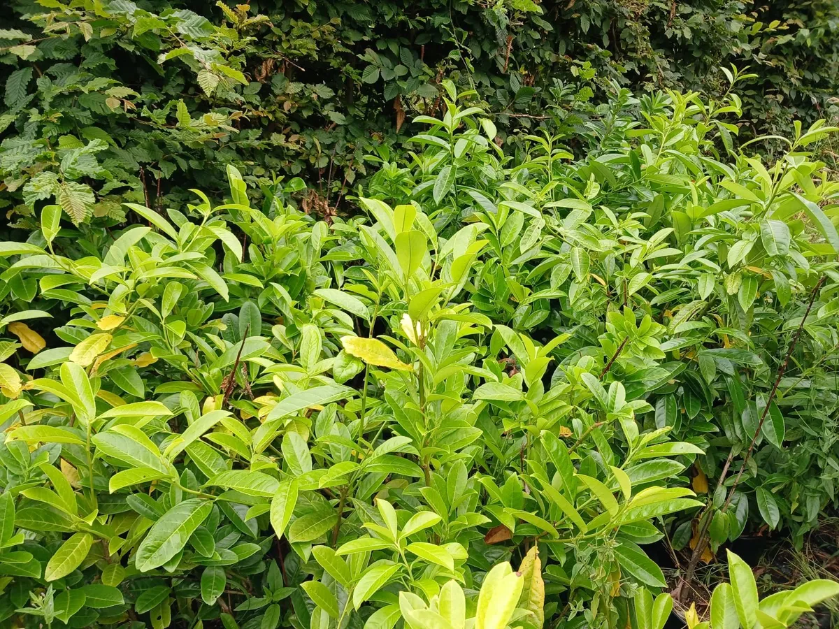 Hedging - Image 1