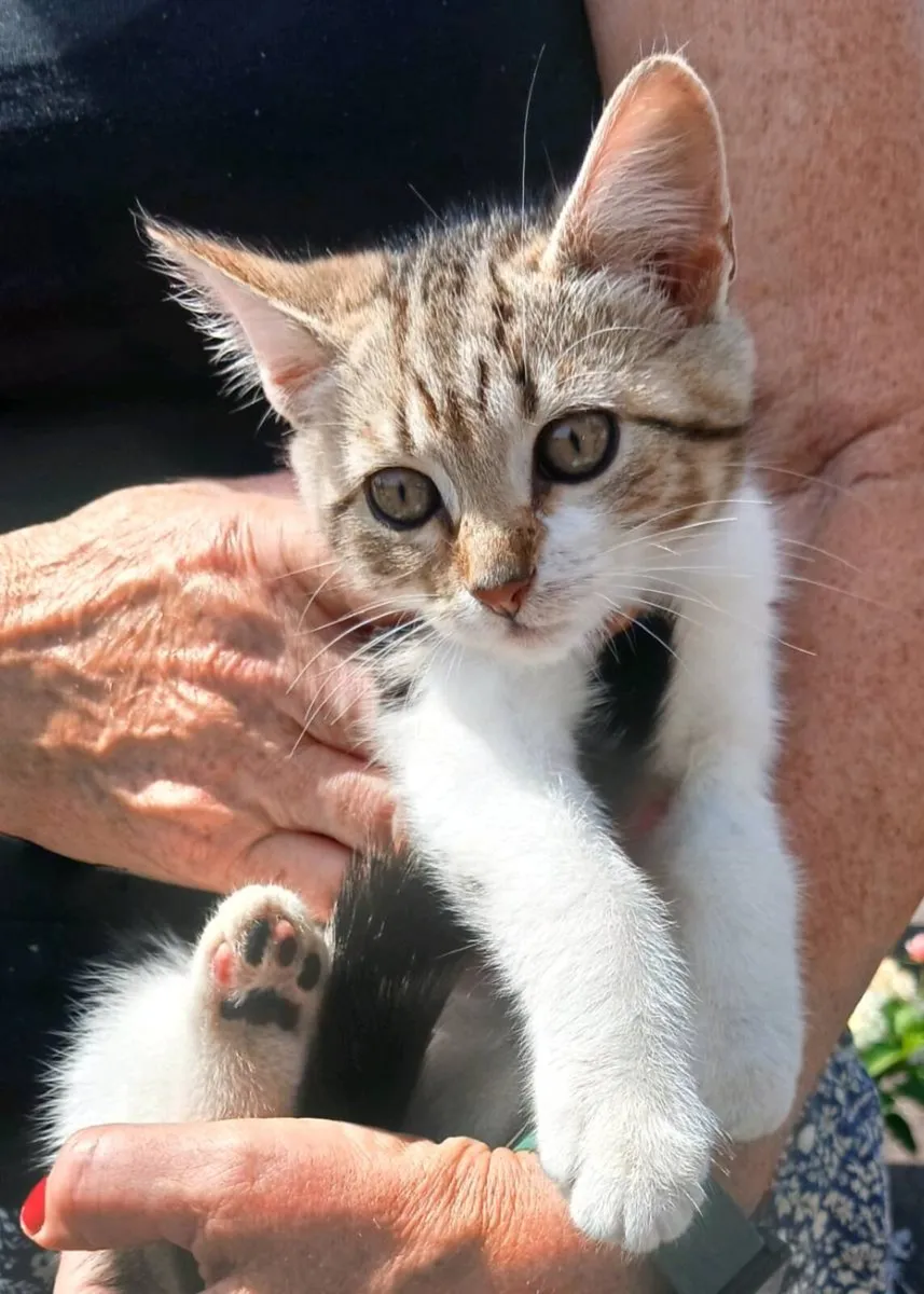 Kitten - Image 1