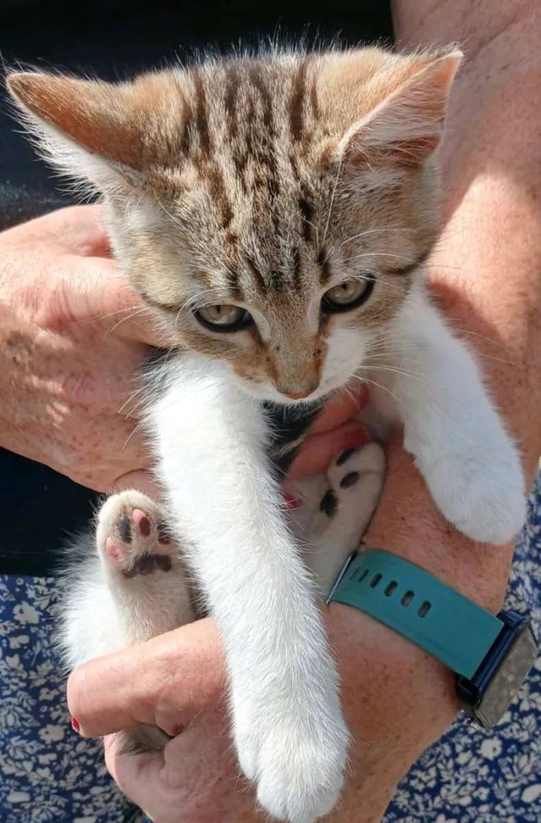 Kitten - Image 2
