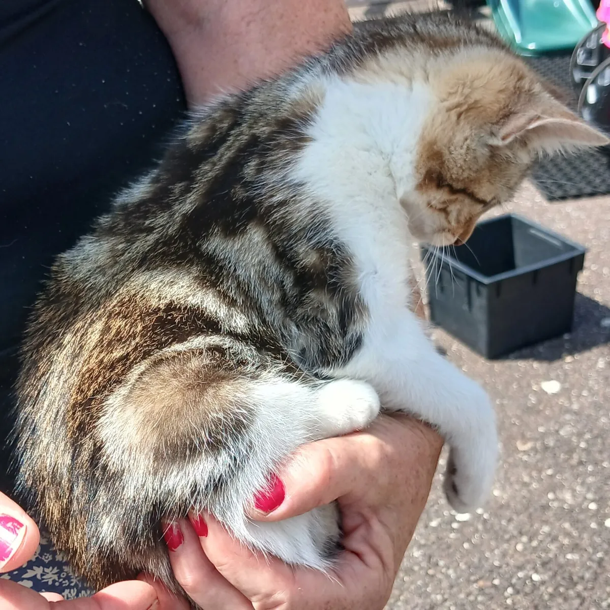 Kitten - Image 3