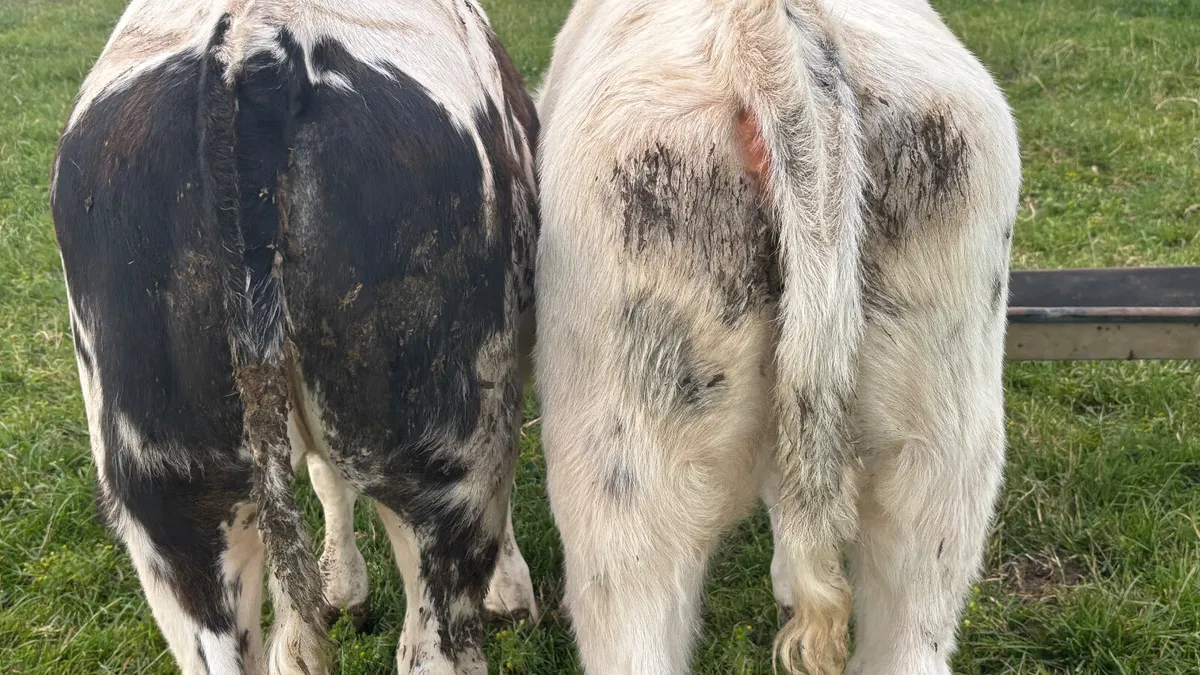 ⭐️ 2 Super Belgian Blue Heifer Runners ⭐️ - Image 2