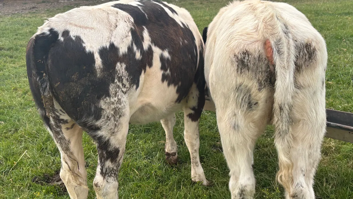 ⭐️ 2 Super Belgian Blue Heifer Runners ⭐️ - Image 3