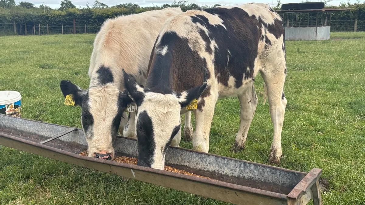 ⭐️ 2 Super Belgian Blue Heifer Runners ⭐️ - Image 4