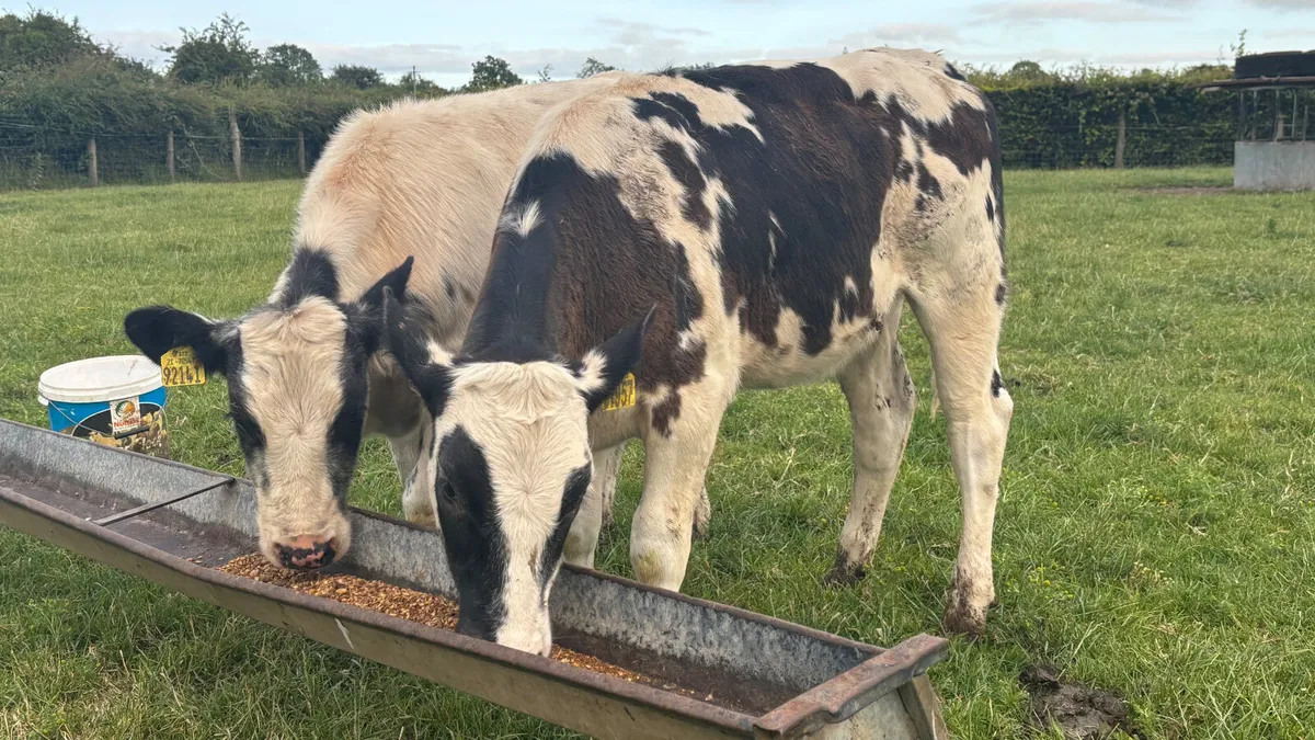 ⭐️ 2 Super Belgian Blue Heifer Runners ⭐️ - Image 1