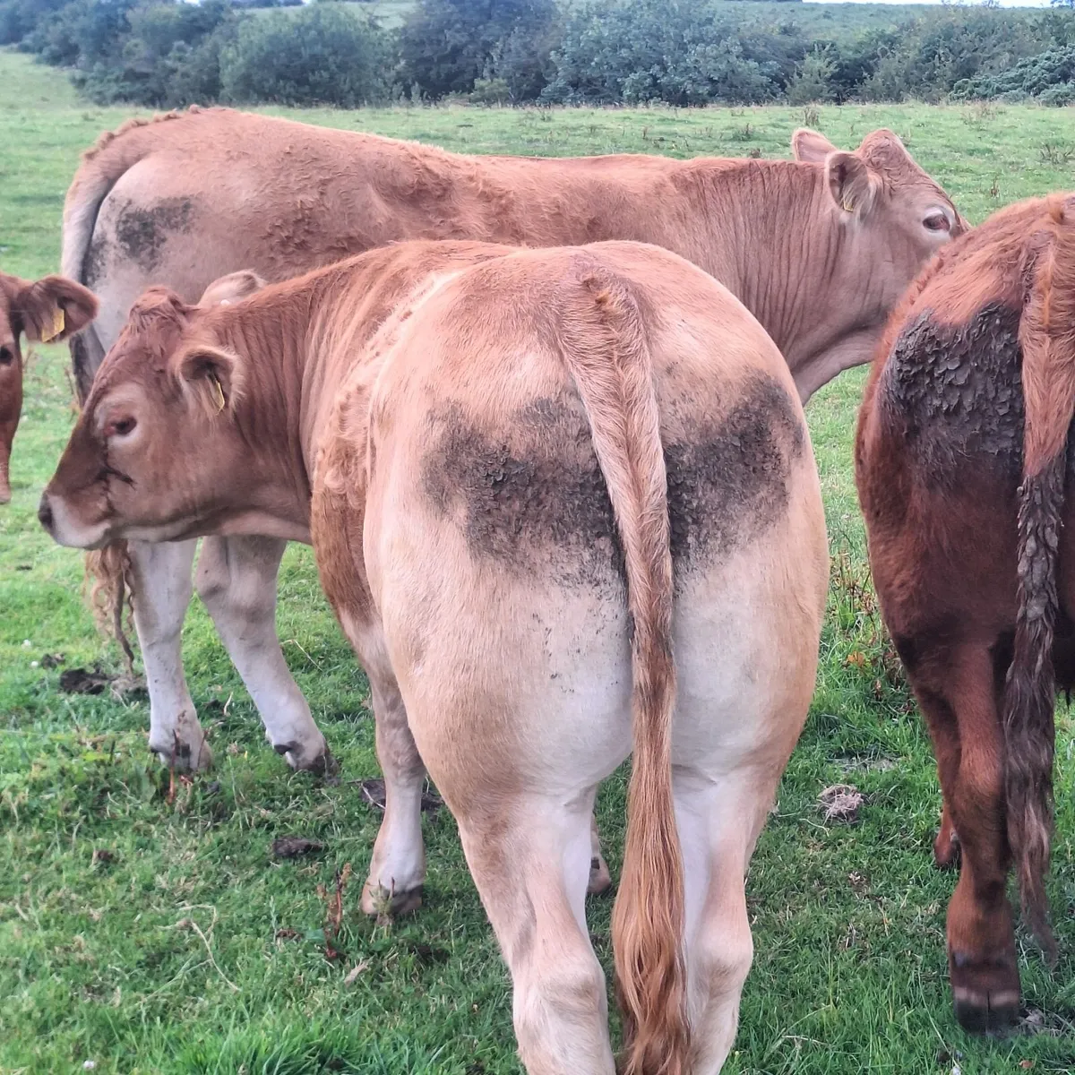 Bullocks for sale at Ballina Mart - Image 1