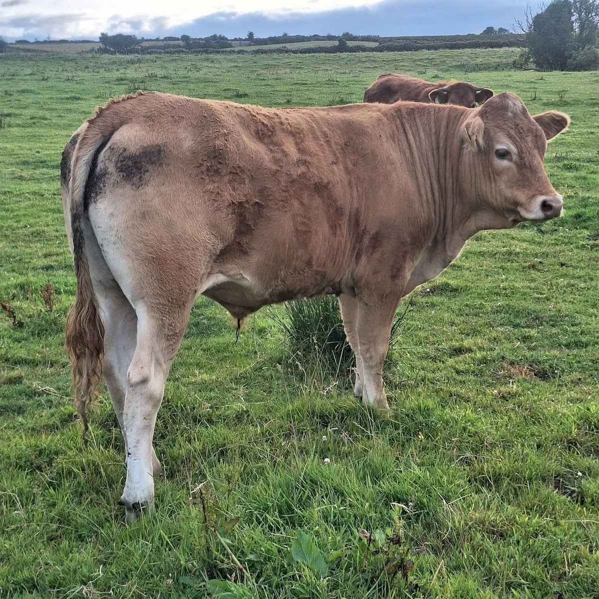 Bullocks for sale at Ballina Mart - Image 2