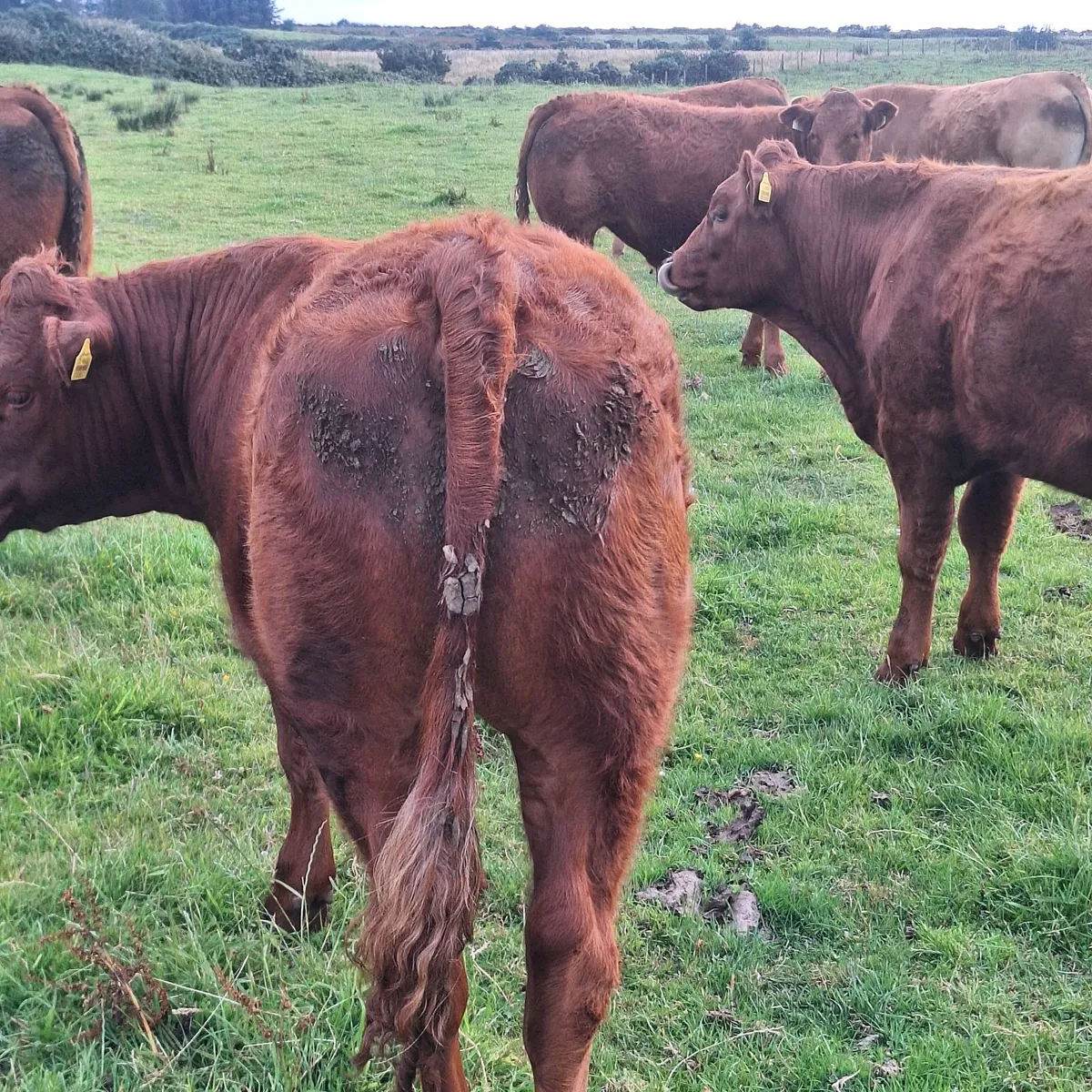 Bullocks for sale at Ballina Mart - Image 3