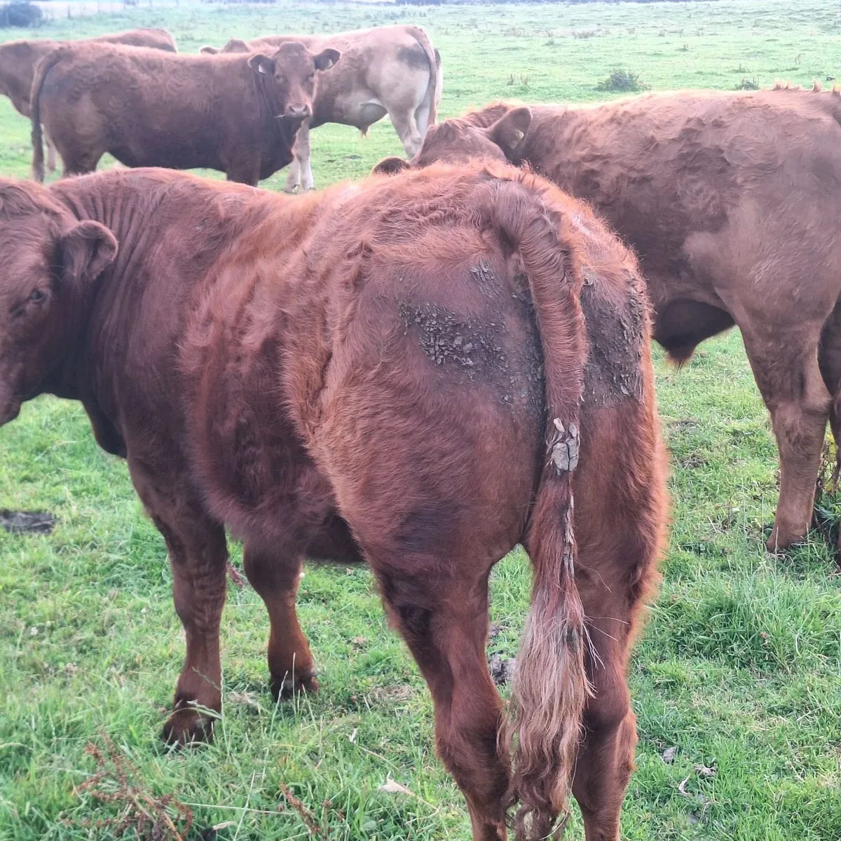 Bullocks for sale at Ballina Mart - Image 4