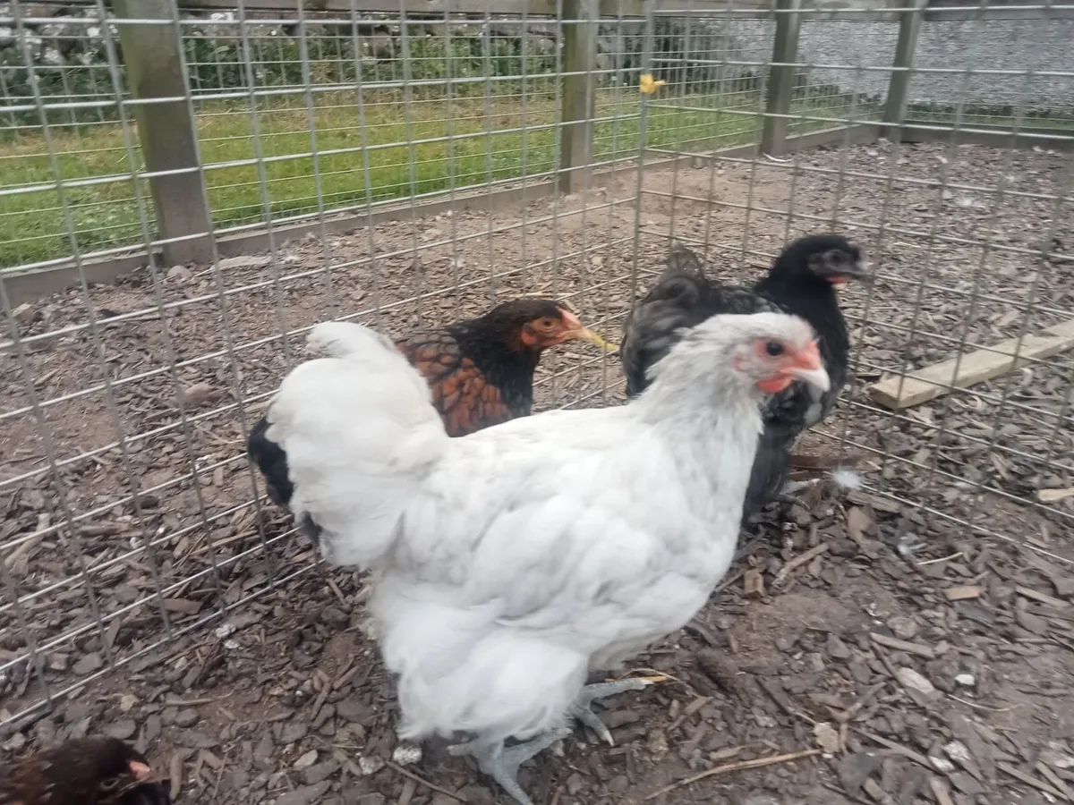 Roosters - Image 2