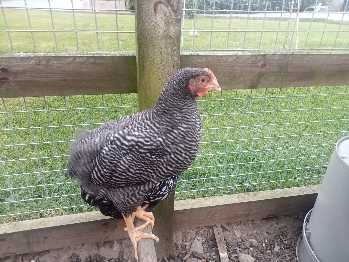 Roosters - Image 1