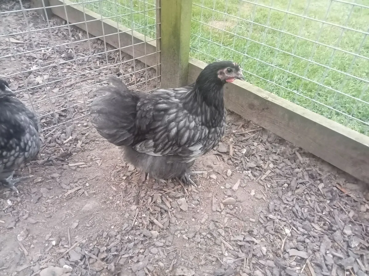 Roosters - Image 3