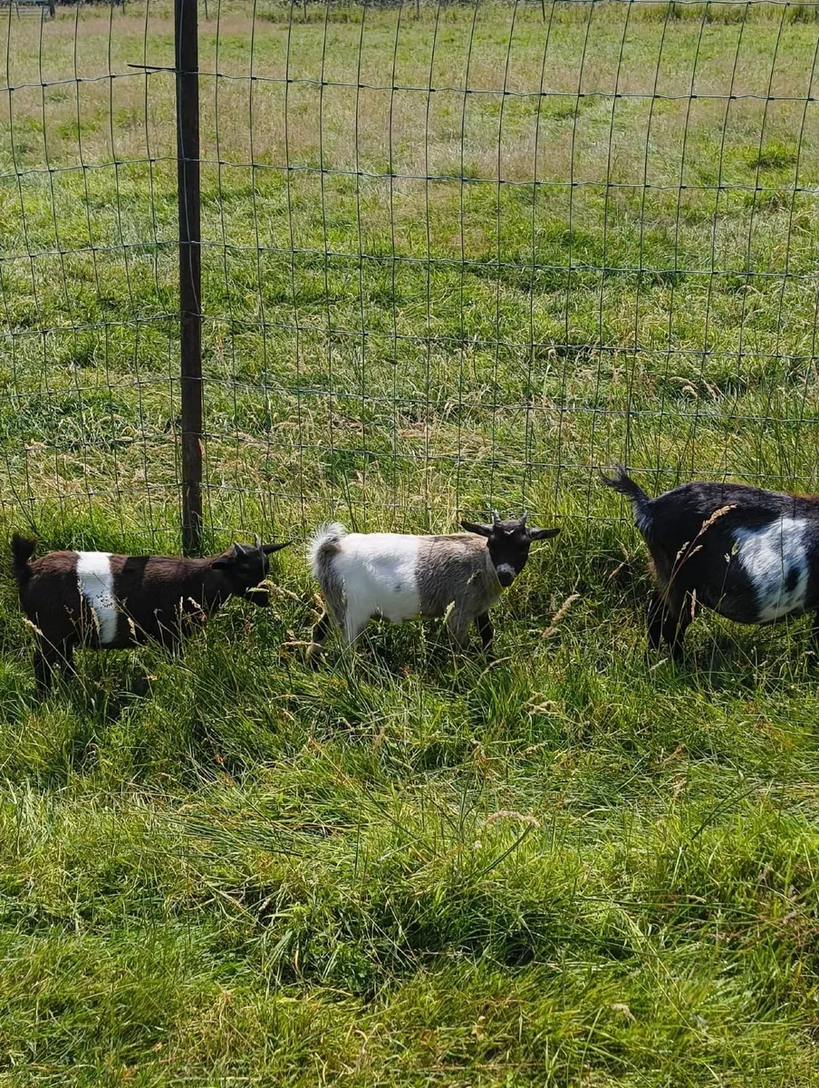 Three Weather Pygmy Goats - Image 2