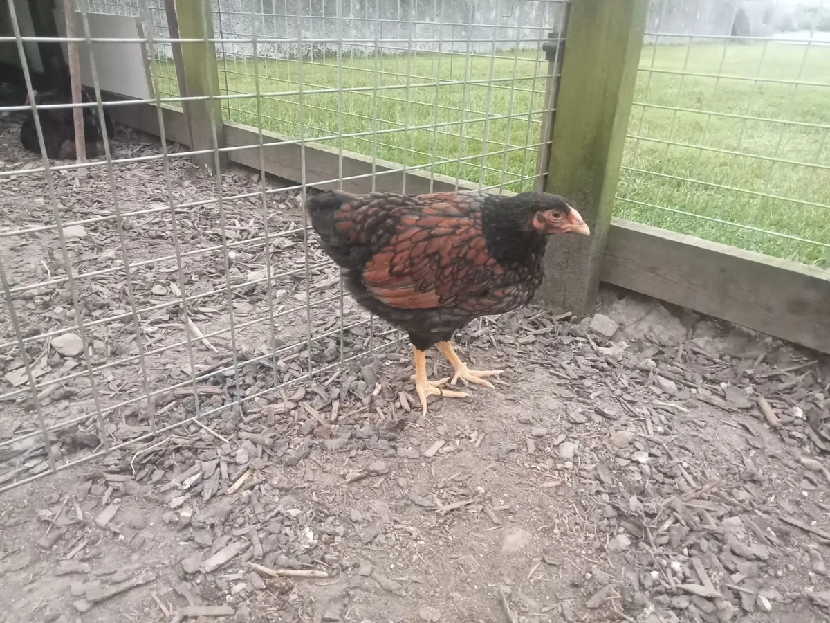 Roosters - Image 4