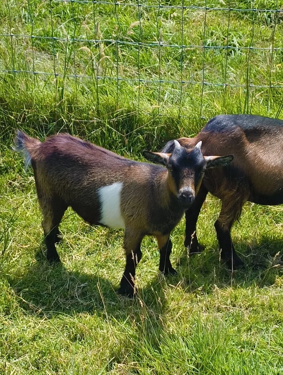 Three Weather Pygmy Goats - Image 1