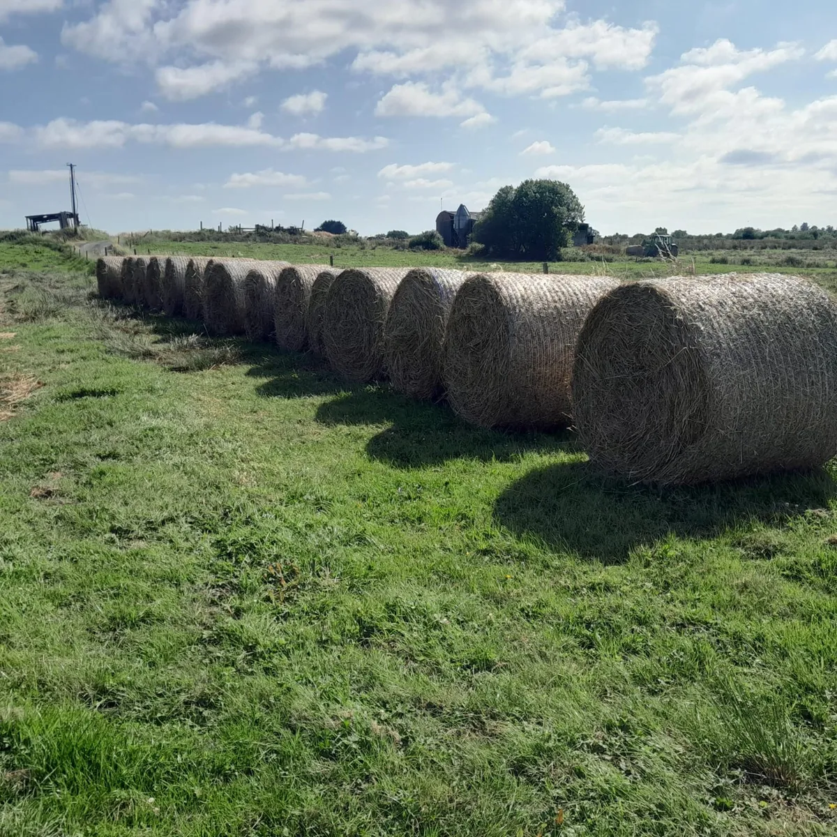 Bales of rushes