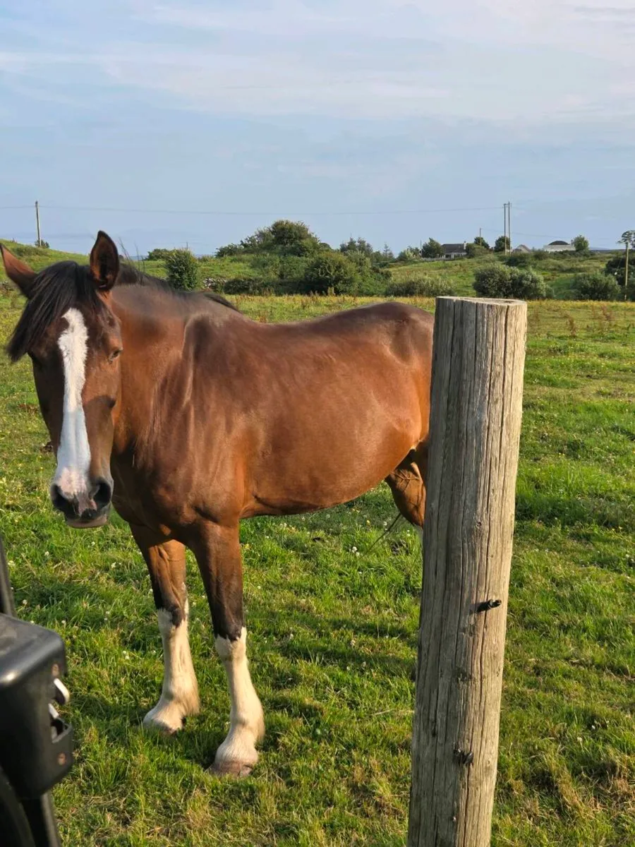 Horse - Image 1