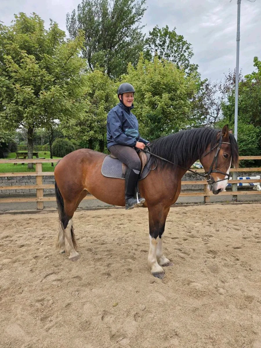 Horse - Image 2