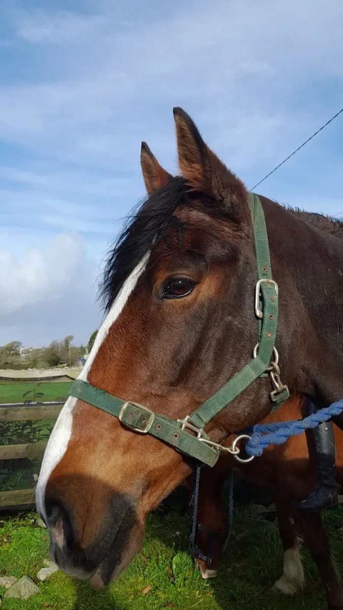 Horse - Image 2