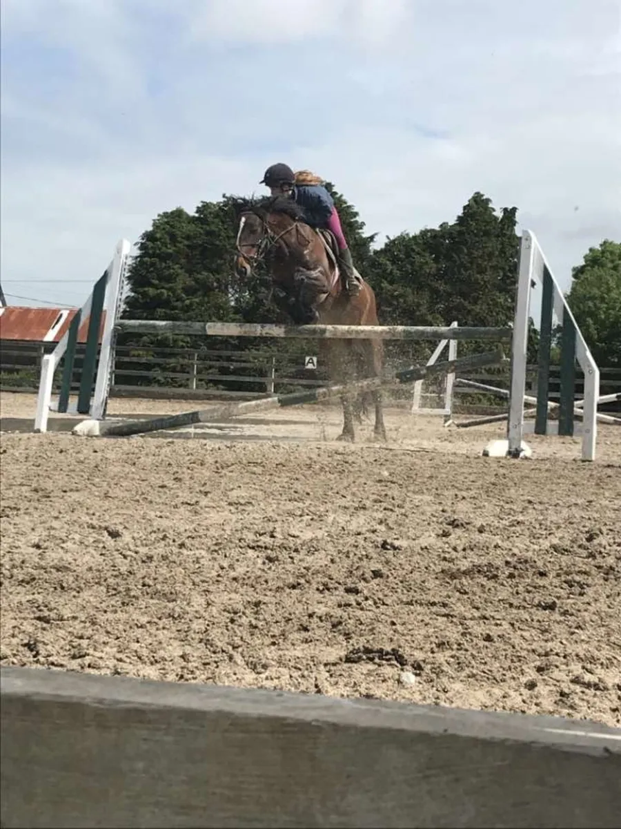 Horse - Image 1