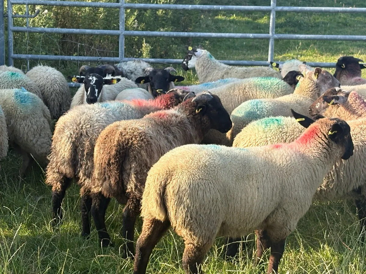 Store lambs - Image 1