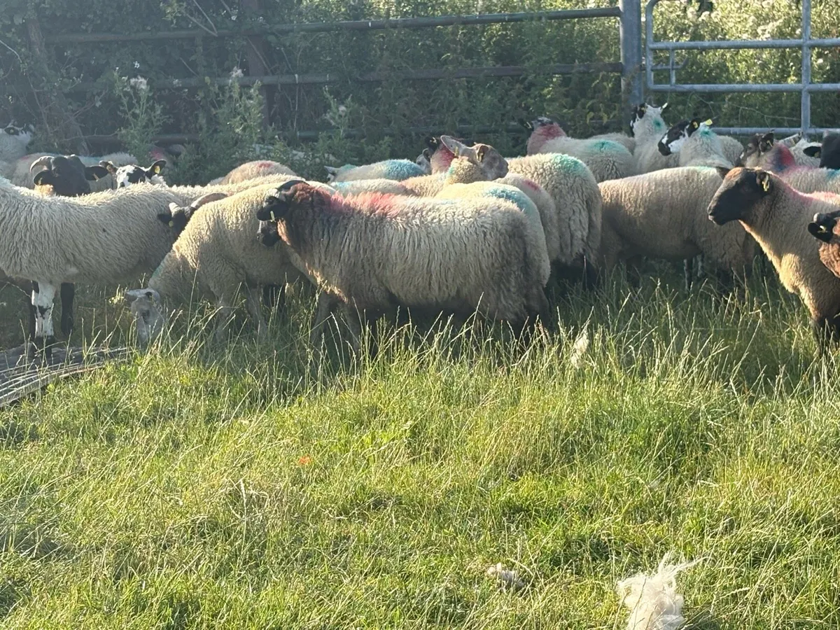 Store lambs - Image 2