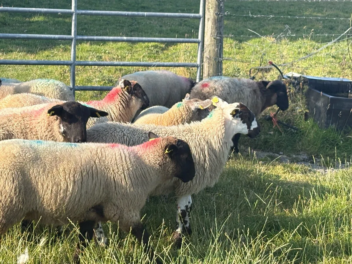 Store lambs - Image 3