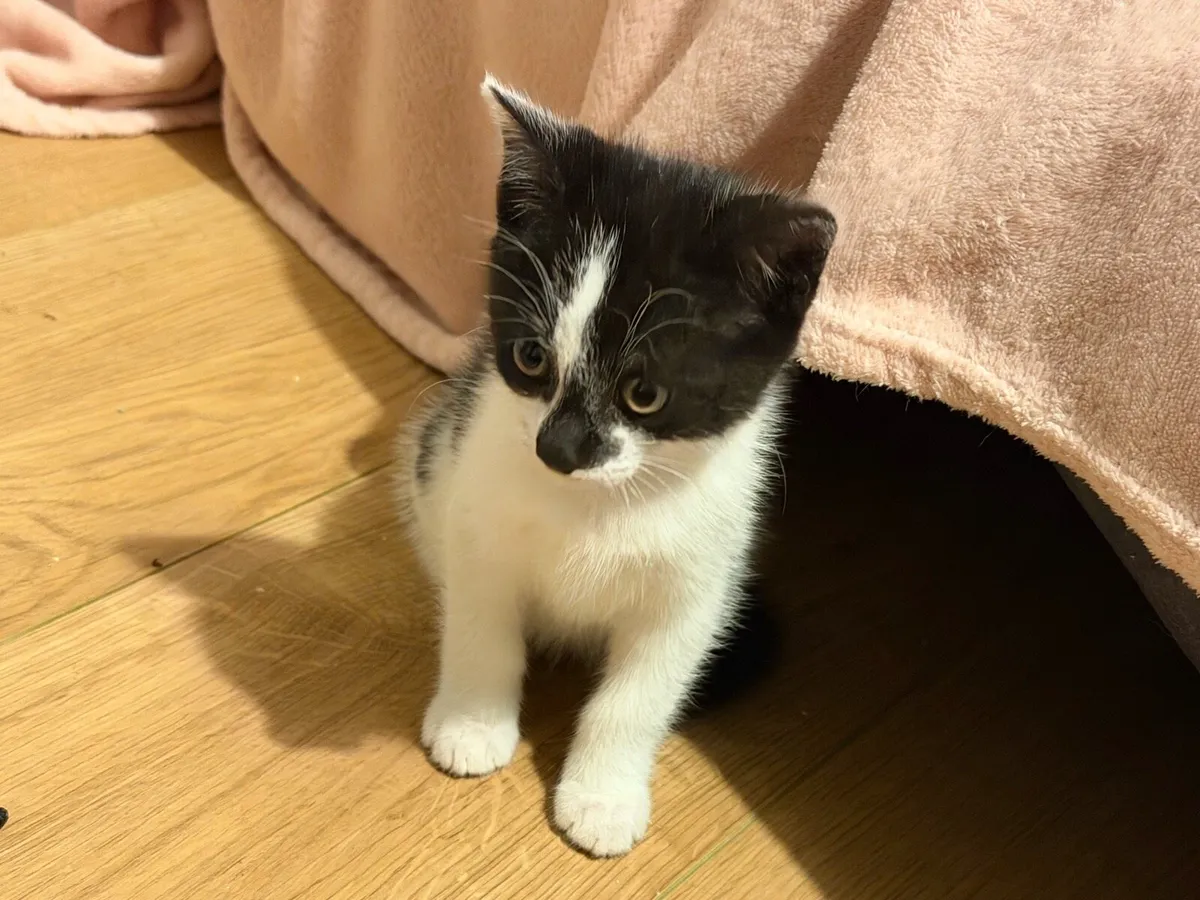 Kittens - Image 2