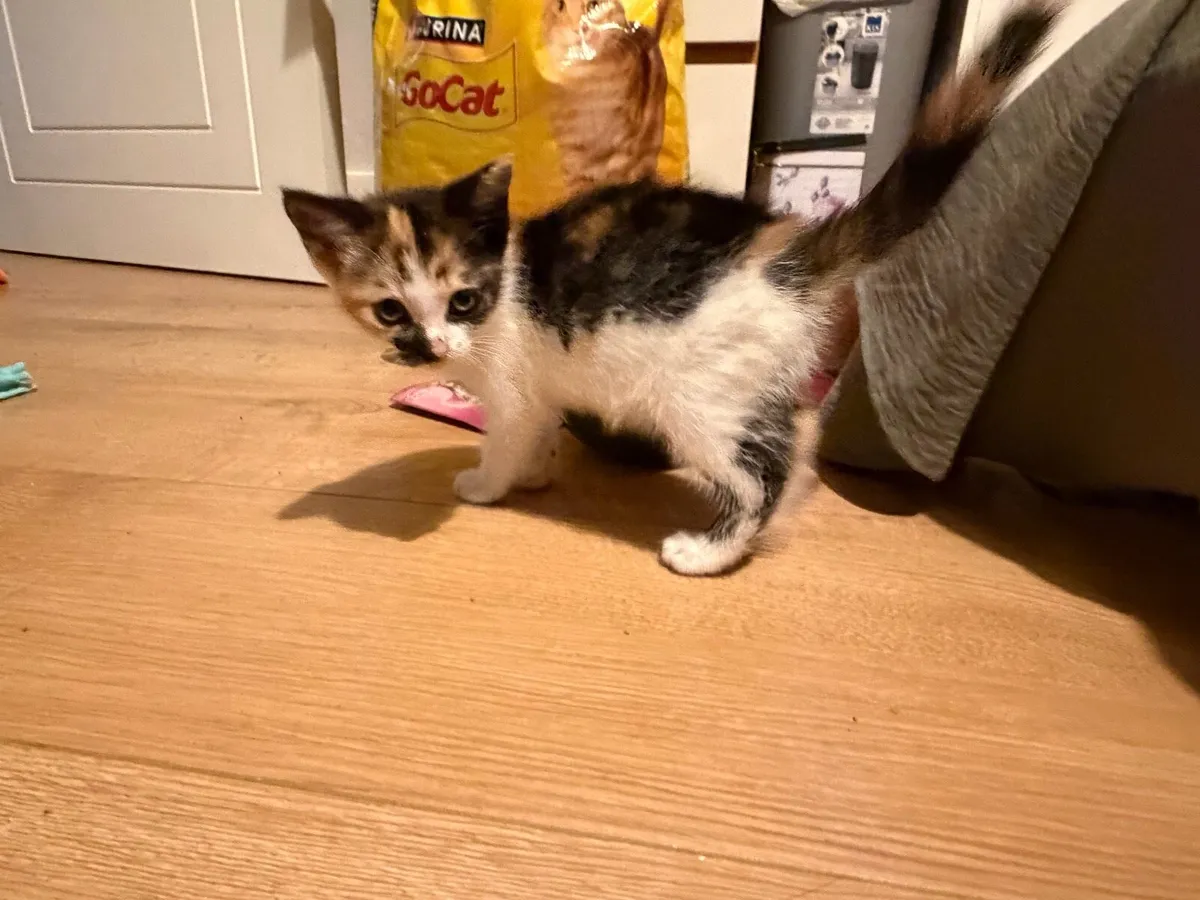 Kittens - Image 3