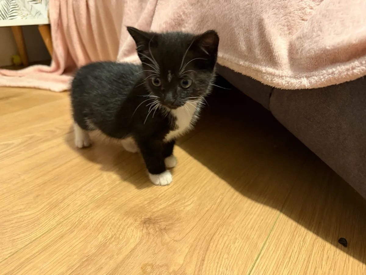 Kittens - Image 4