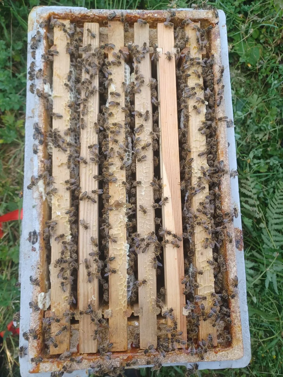 6 frame national Poly nuc of bees for sale - Image 2