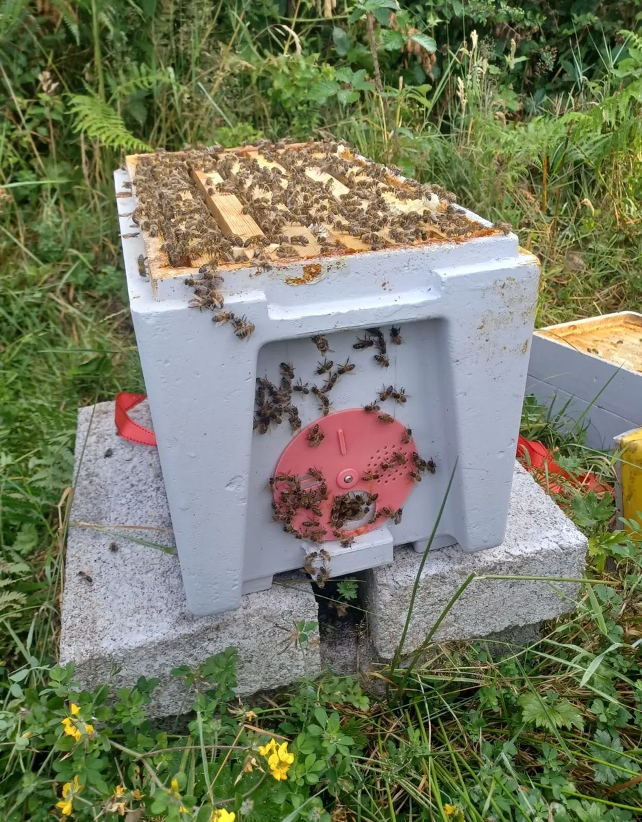 6 frame national Poly nuc of bees for sale - Image 1