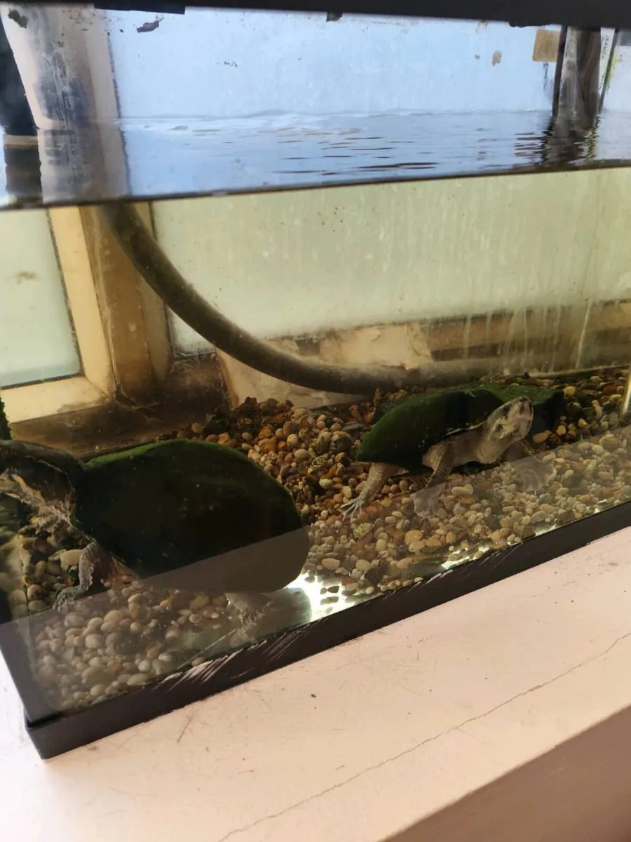 Turtle - Image 1