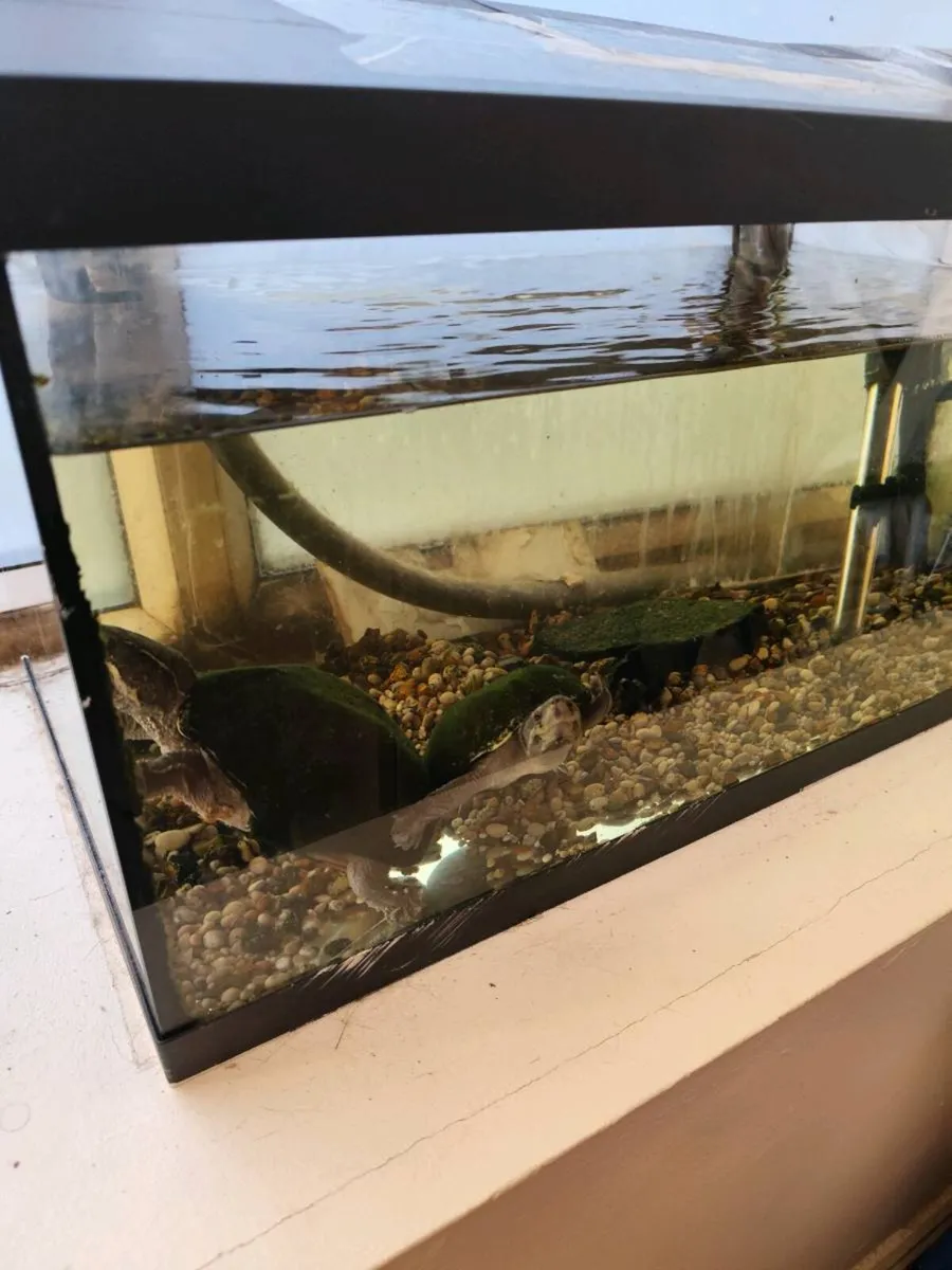 Turtle - Image 2